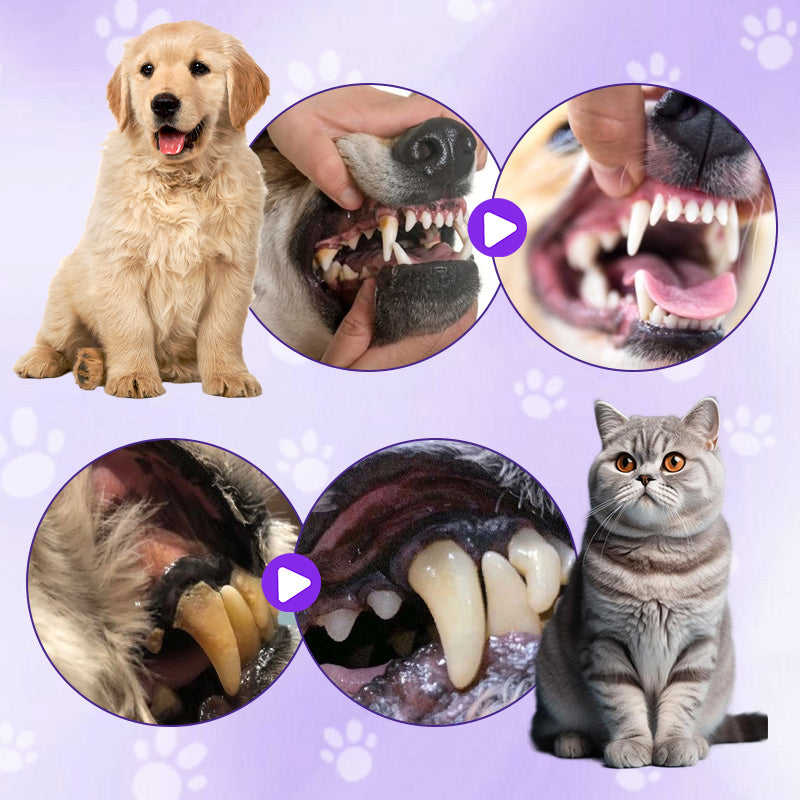 🐱🐶 Tannbørstepenn til kjæledyr for rengjøring